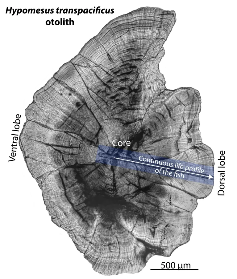 Delta Smelt otolith showing the analytical transect used to reconstruct life history