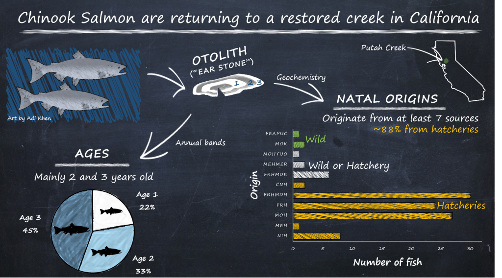 Chinook Salmon in Putah Creek, California
